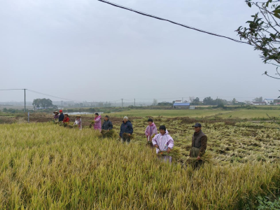 孝昌邹岗：翰墨飘香助力“太子米”品牌建设
