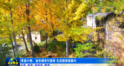 限定秋色！孝昌小悟千年银杏美出圈