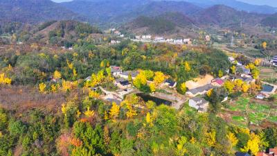 孝感孝昌：金色银杏引客来  生态旅游促振兴