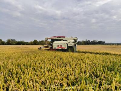 优质稻亩产创新高  孝昌“揭榜制”显实效 