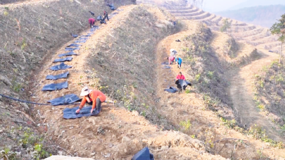 孝昌：冬闲人不闲 油茶栽种忙