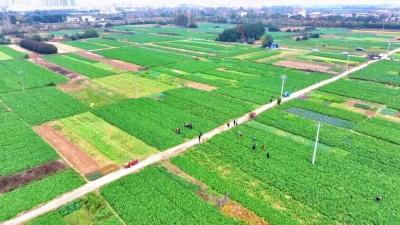 孝昌田间“泥土课堂” 江河萝卜在直播里邂逅新“食”光