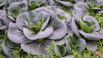 日销万斤！孝昌这个地方的蔬菜咋这么抢手？ 