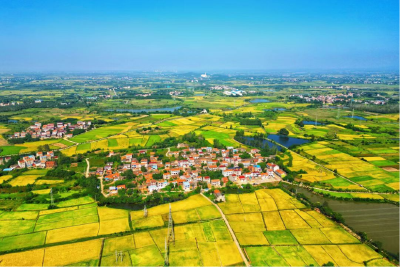 孝昌邹岗：金色稻浪卷起产业链 “太子米”变身“富民米”