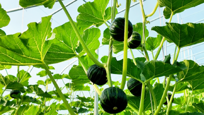 孝感孝昌：“订单农业+精细管理” 让贝贝南瓜变“富民瓜” 