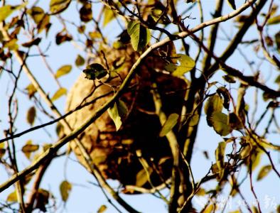 火攻除“蜂”险！孝昌消防成功捅了“马蜂窝”