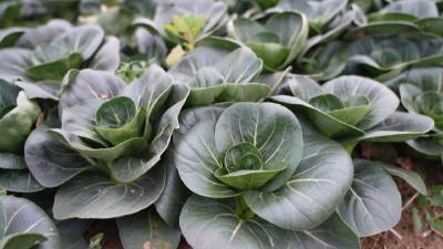 孝感孝昌：冬季蔬菜喜丰收  田间地头采摘忙