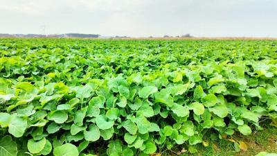 农技专家田间“把脉” 助力31万亩油菜安全越冬