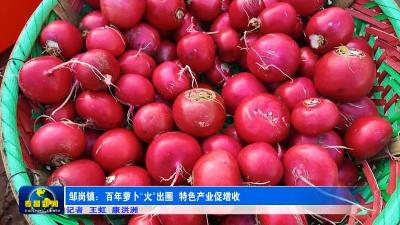 孝昌邹岗：百年萝卜“火”出圈 特色产业促增收