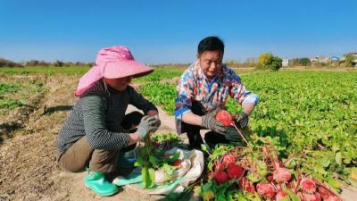 哪里的萝卜最红最甜？孝昌闵家秤申请出战