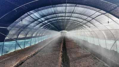 菌中珍馐孝昌种 冬闲耕耘春收甜