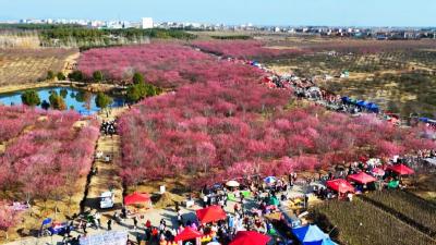 美翻了！孝感孝昌千亩梅园竞芬芳