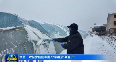 孝昌：农技护航抗寒潮 守牢群众“菜篮子”