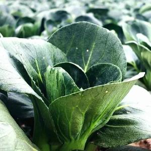 孝昌：农技护航抗寒潮 守牢群众“菜篮子”