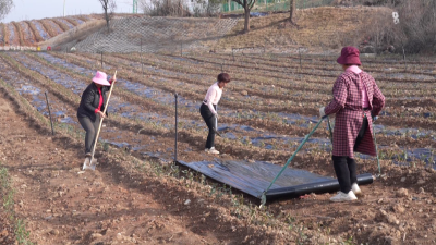 孝感孝昌：冬日苗木管护忙  乡村振兴添动能