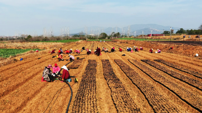 孝感孝昌：冬闲田不闲  春来育“金苗”