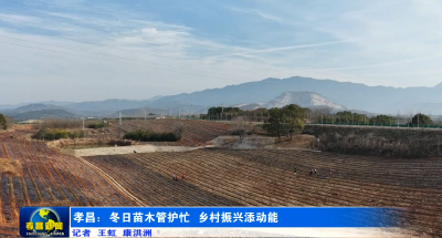 孝昌：冬日苗木管护忙 乡村振兴添动能 