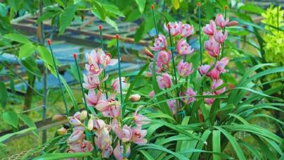 孝感孝昌：年宵花销售火热  “美丽经济”促增收