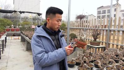 培育小微盆景 新农人引领苗木产业提档升级