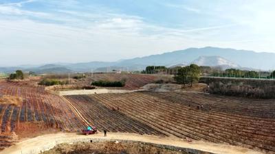 孝昌：冬日苗木管护忙  乡村振兴添动能