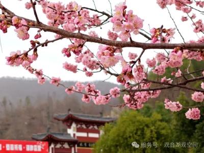 罕见！观音圣境正在上演“梅樱争春”的景象~