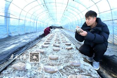 小菌子大能量！就在孝昌这里