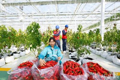 电力服务进大棚 护航新春“菜篮子”