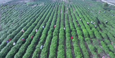 孝昌卫店：千亩茶园吐新绿  春茶采摘正当时