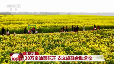 央视关注孝昌：万亩油菜花开 农文旅融合助增收 