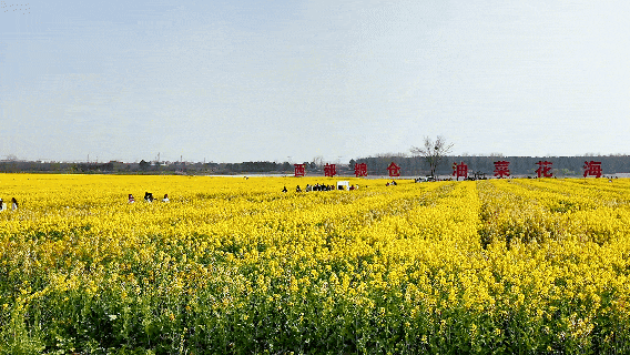 孝昌：油菜花海春意浓 八方游客享田园