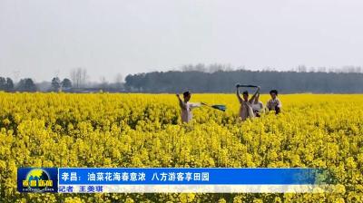 孝昌：油菜花海春意浓 八方游客享田园