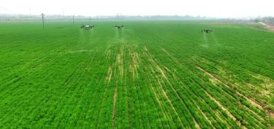 孝昌：44万亩粮油春管忙 智能护航夏粮丰收