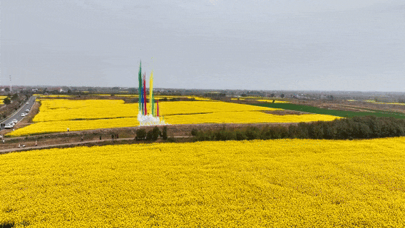 孝昌：金色浪潮涌白沙 油菜花开引客潮