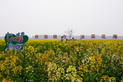 孝昌：万亩花海迎客来  遍地金黄醉游人