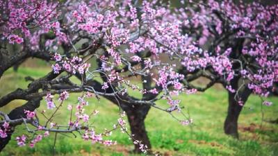 孝昌：花海聚人气  农旅兴乡村