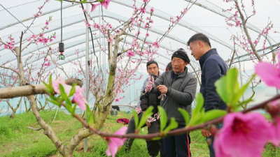 孝昌：桃树春管正当时  科技赋能产业兴 