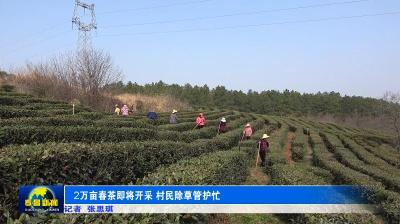 2万亩春茶即将开采 村民除草管护忙