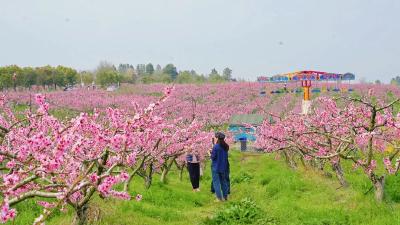孝昌这片花海正值盛花期，超多人来打卡！