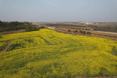 孝昌邹岗：油菜花开引客来 打卡田园好风光