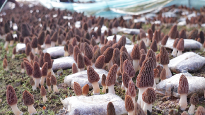 一斤能卖到近千元！孝昌正大量上市 