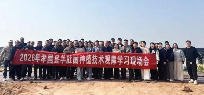 孝昌：让“土专家”多起来，让羊肚菌“火”起来