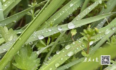 雨水“上线”，清明假期天气怎么样？