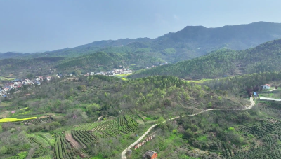 孝昌：筑牢春季“绿色防火墙” 守护山林安全防线