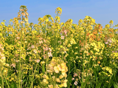 孝昌：七彩花海引客来 高速服务添春意