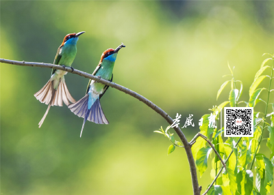 今日惊蛰！春雷来信，花开有期