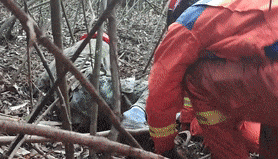 大爷上树摘榆钱，消防员上树“摘”大爷