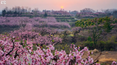 《丰山桃花红》唱响乡村振兴“进行曲” 