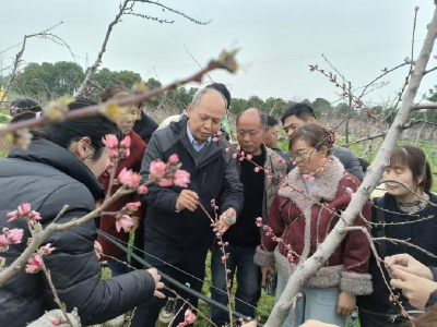 孝昌：田间课堂传技忙 桃农充电正当时
