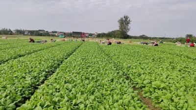 孝昌花西：春收好“丰”景 小白菜抢“鲜”上市