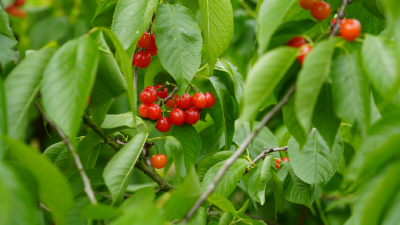 “红玛瑙”缀满枝！这里的樱桃熟啦，赶紧来尝鲜